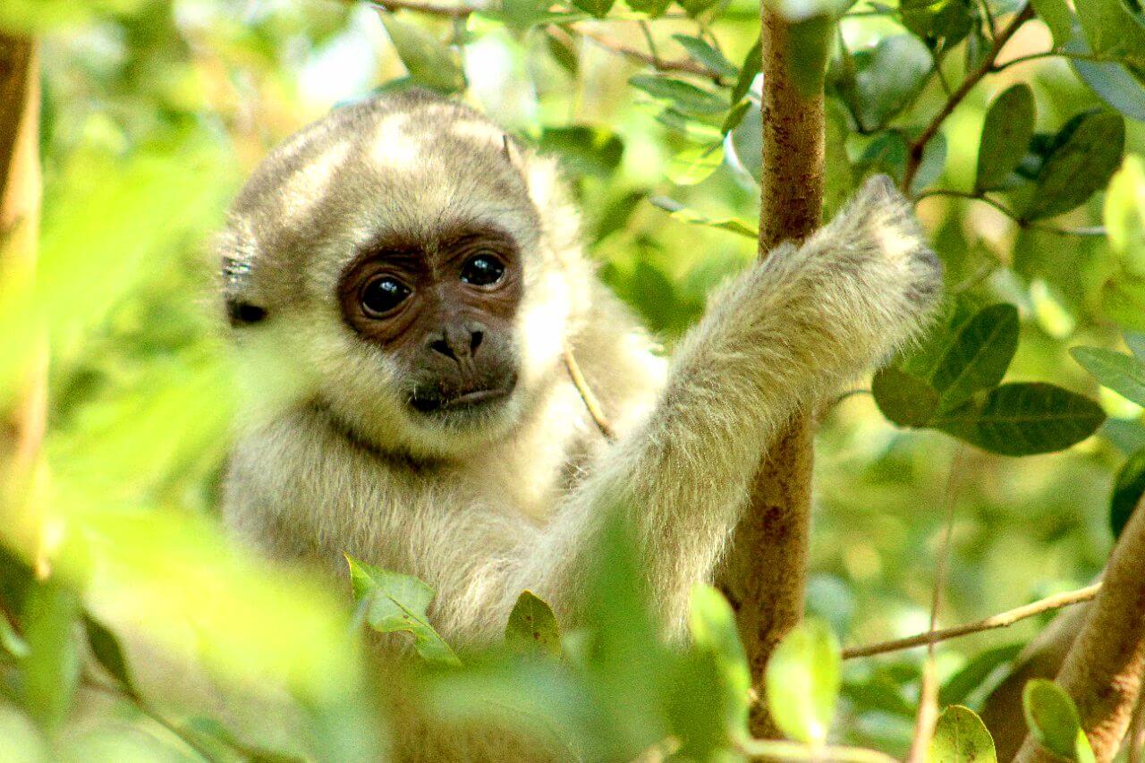 Muriqui-do-norte entre as folhas da Mata Atlântica do Ibiti