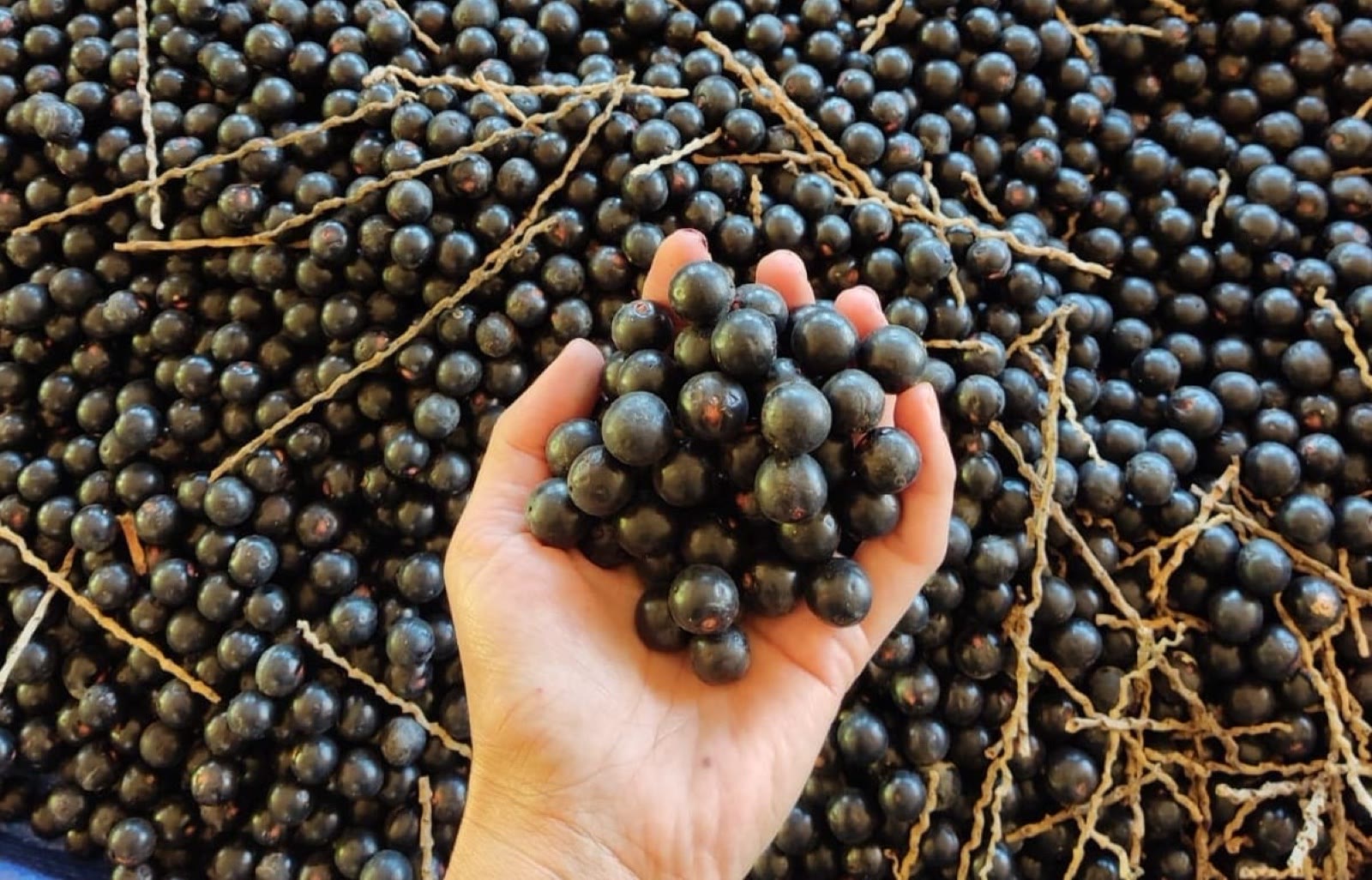 Mão cheia de frutos de juçara sobre a colheita