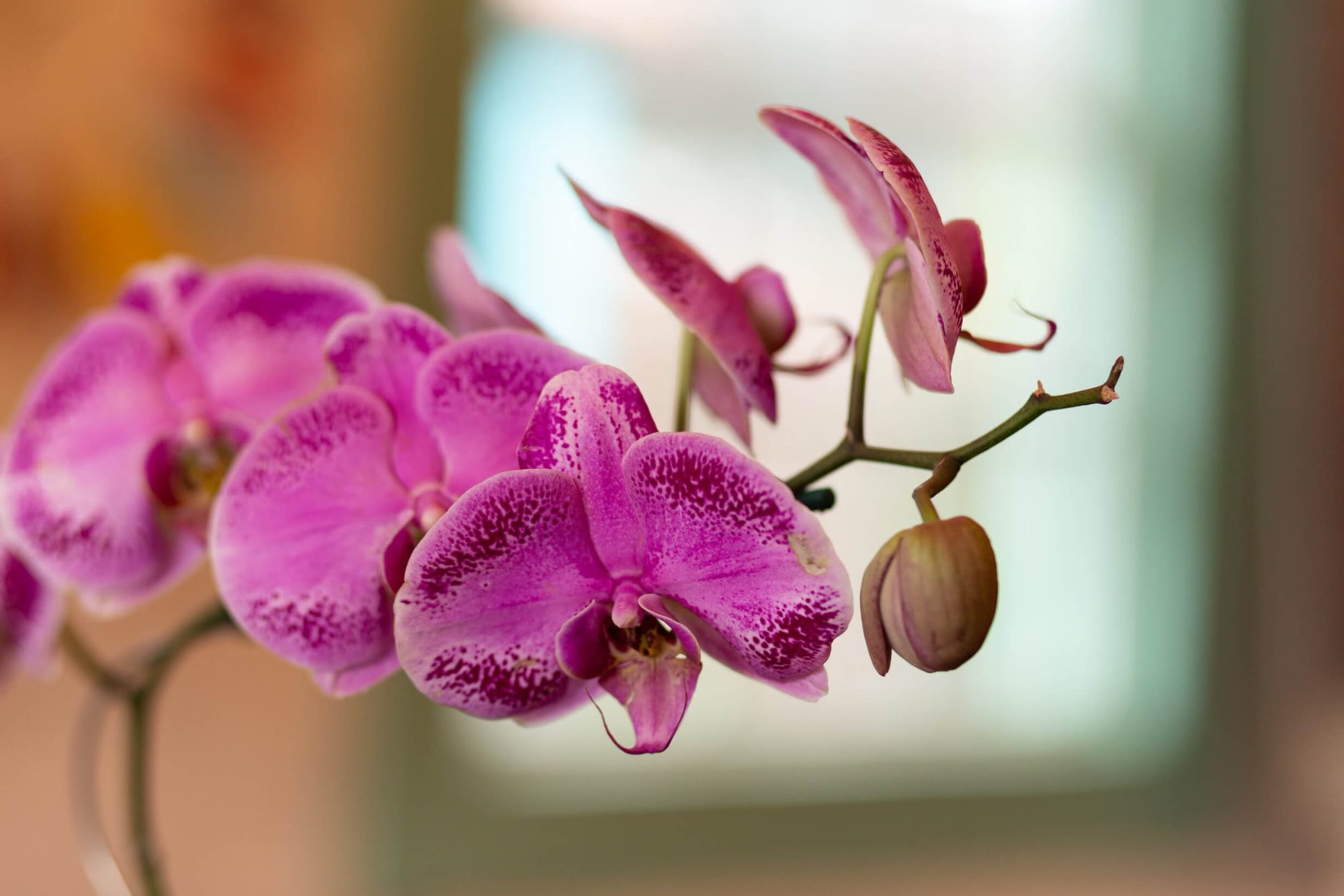 Orquídea na Vila do Mogol