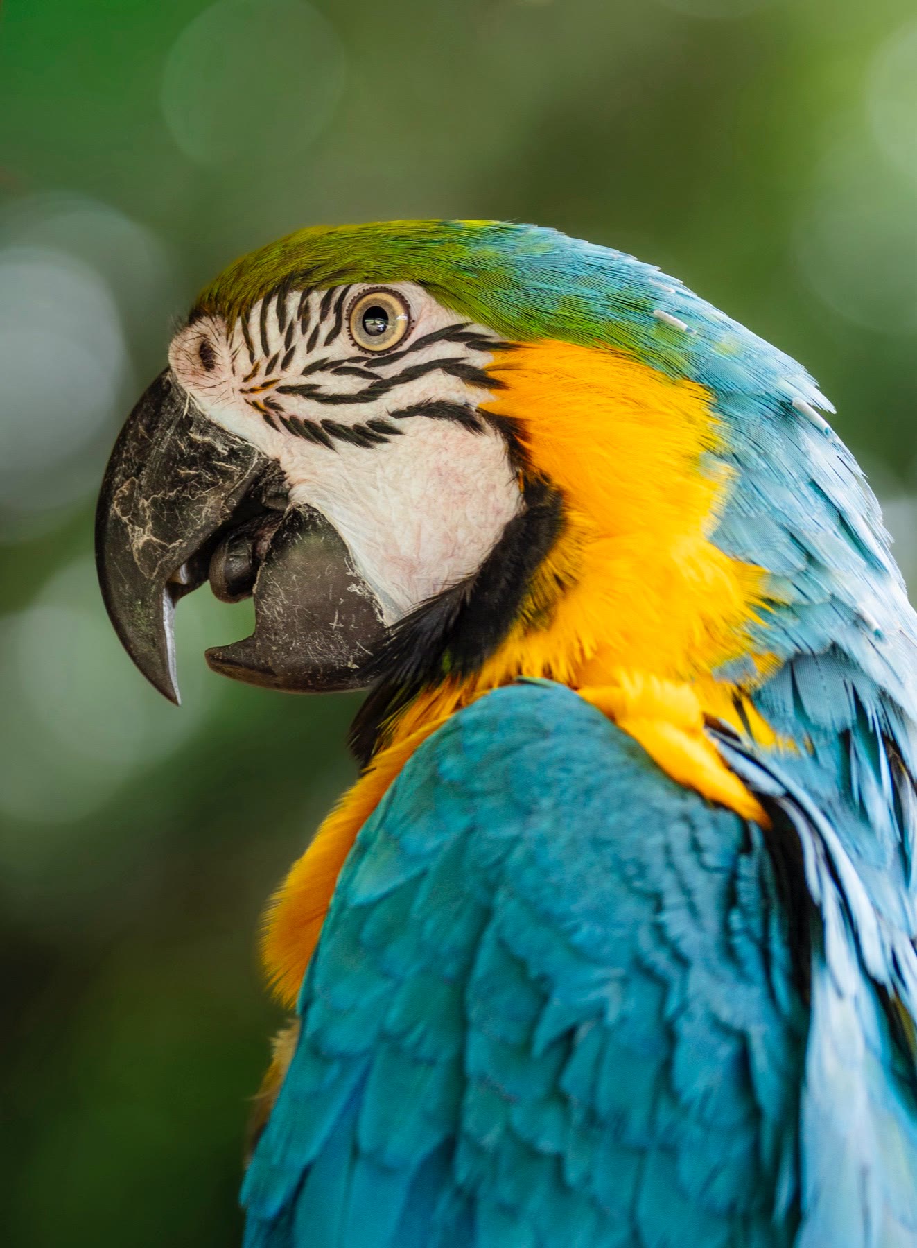 Arara-canindé em close, com a mata desfocada ao fundo