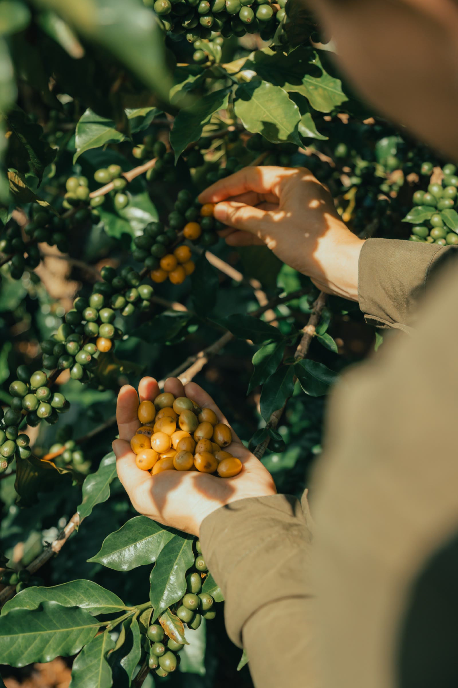 Mãos colhendo frutos maduros de café no território do Ibiti