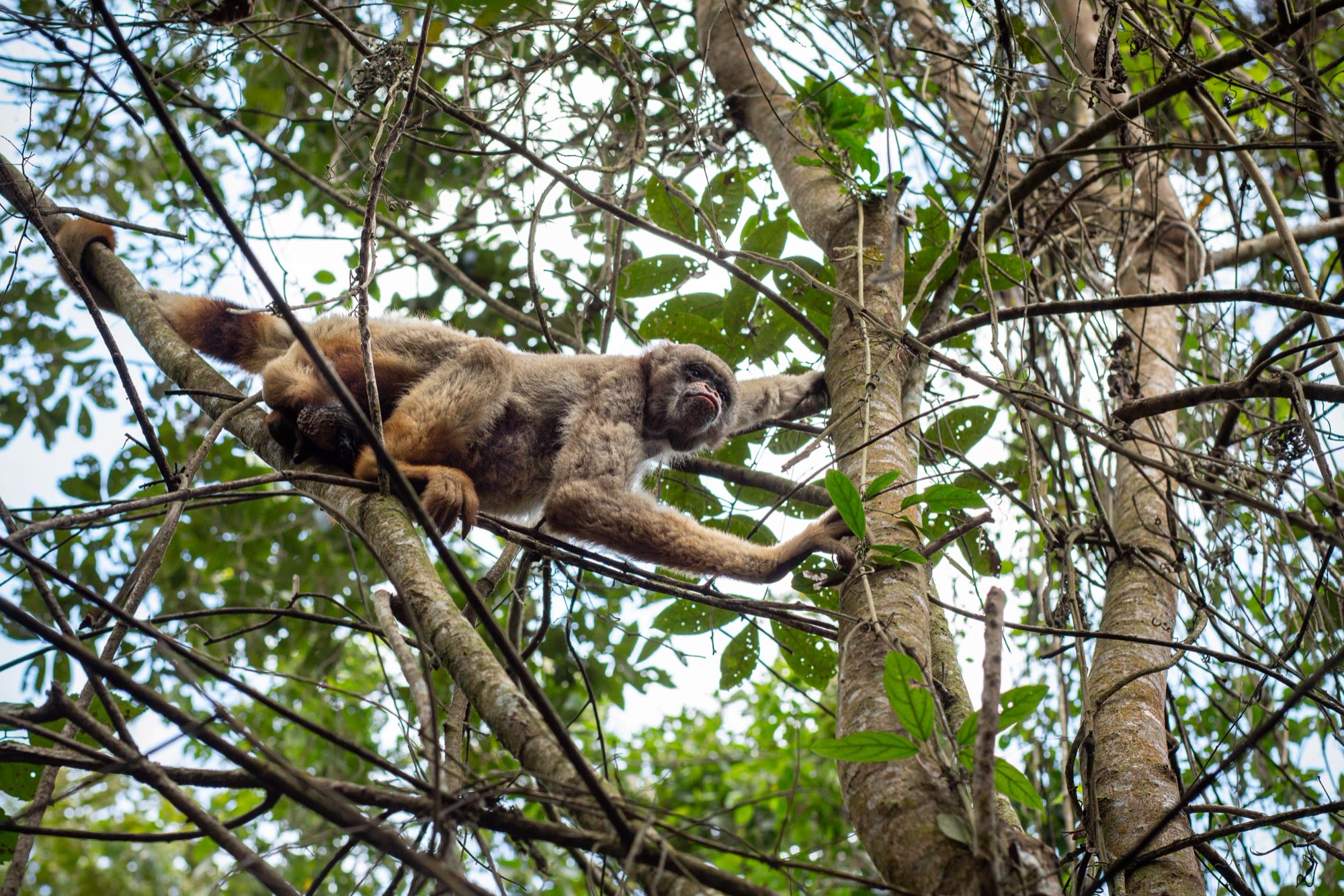 Muriqui deitado num galho, entre as folhas da mata