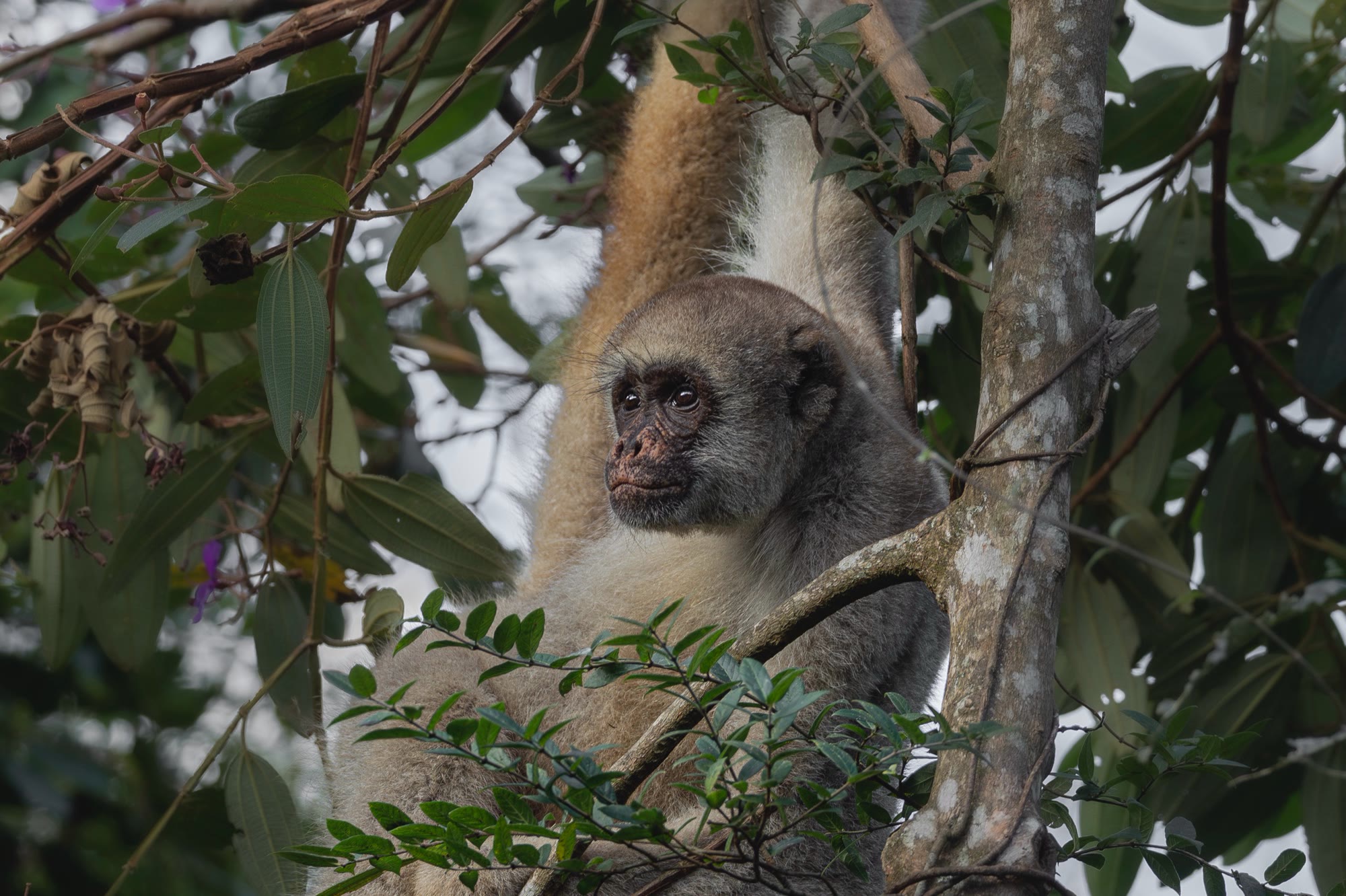 Muriqui-do-norte entre as folhas da Mata Atlântica do Ibiti