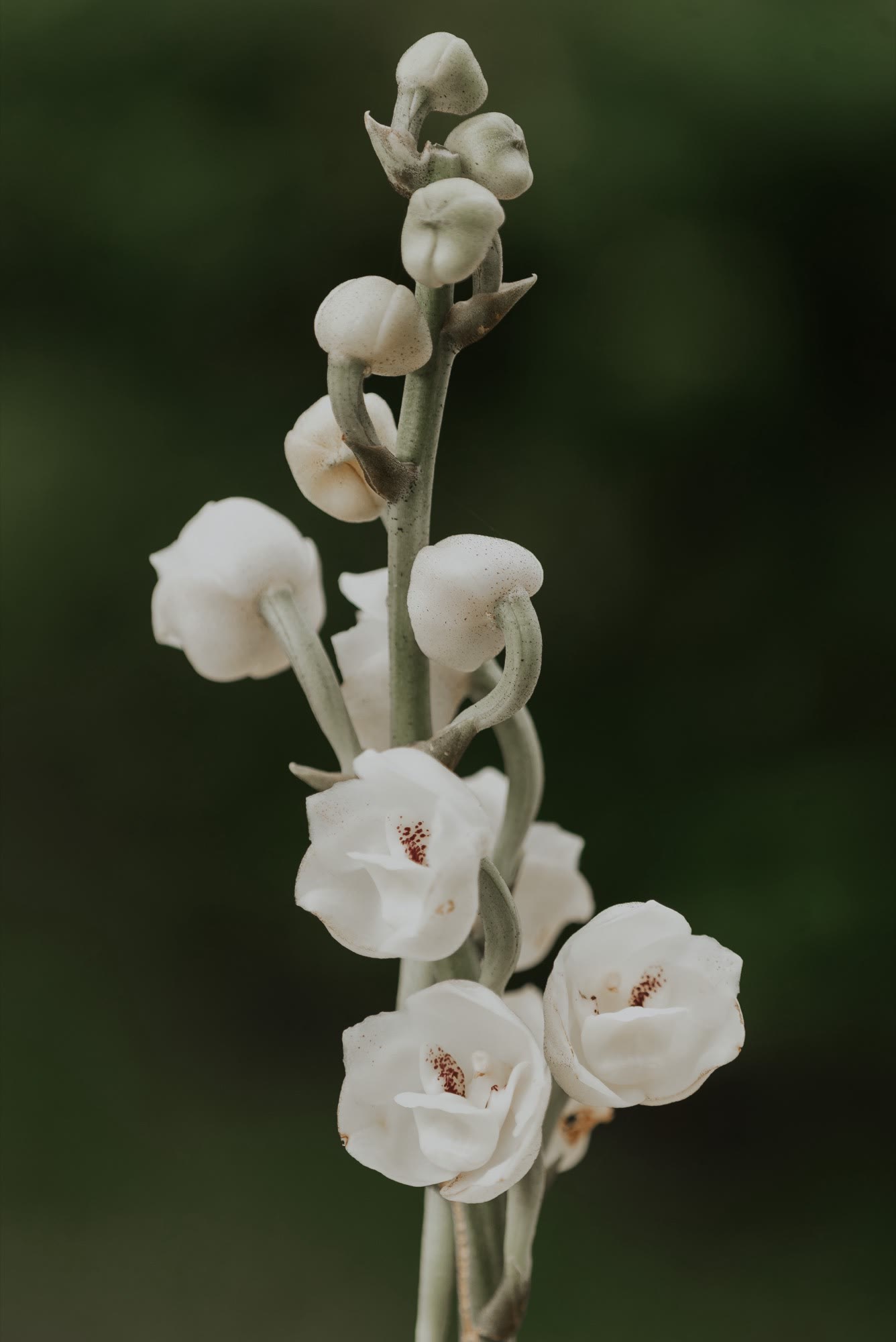 Haste de orquídea-pombinha em flor no orquidário